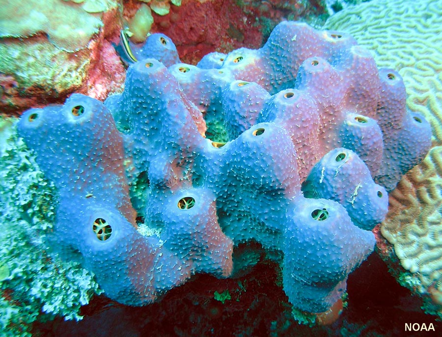 Types of Organisms - Phylum Porifera